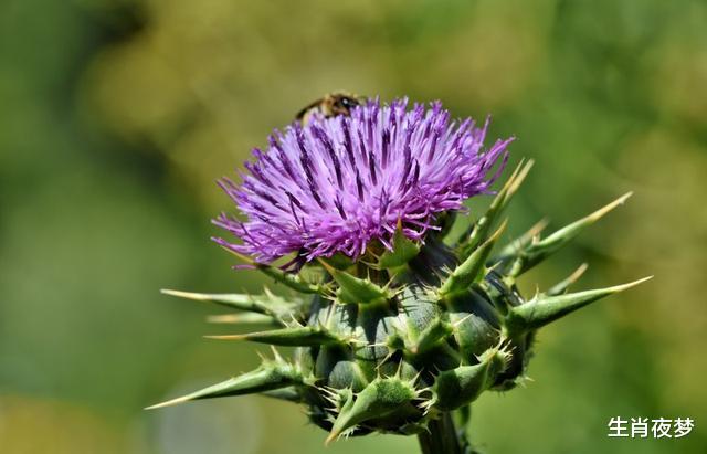 狮子座|8月，遇上好兆头，一旺到底，3生肖事业风调雨顺，爱情苦尽甜来