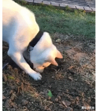 用脸刹车？白柴傻变牛头梗，网友笑：它想当赤柴很久了