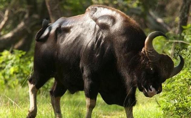 孟加拉虎:云南现存的“牛魔王”,最重一吨半,敢让孟加拉虎变“大猫”