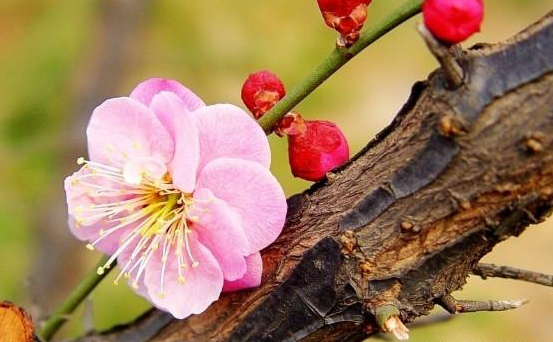 运势■5月中旬，好运来临，4属相得贵人指点，运势大红大紫，喜事连连