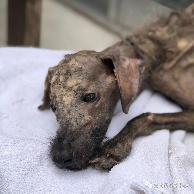 干尸狗狗绝食想结束生命……她每天跟它谈心，接着发生巨变！