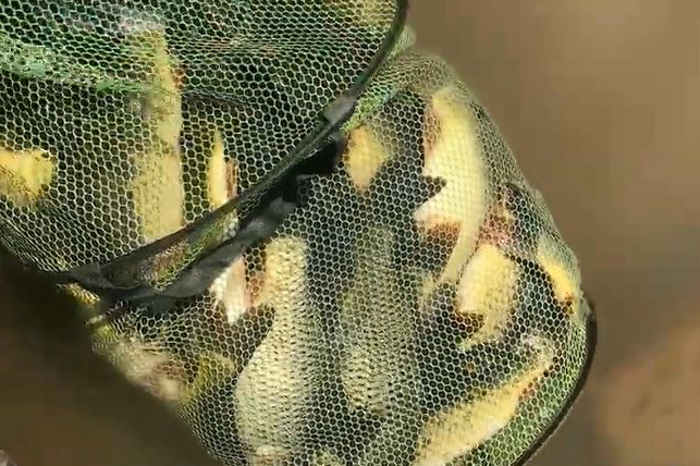 饵料|钓鱼四大重点,搞懂了才有机会爆护