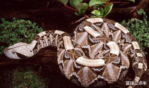 毒蛇：世上六种体型超大的毒蛇, 黑曼巴排在第四, 第一为中国独有