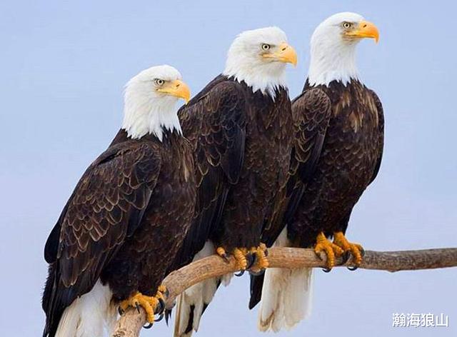 吨位|建议003可以被称为“老鹰级”