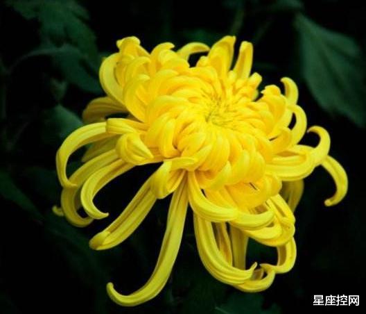 『天蝎座』做事要求完美的三大星座，对自己比较狠心，定了目标就要实现