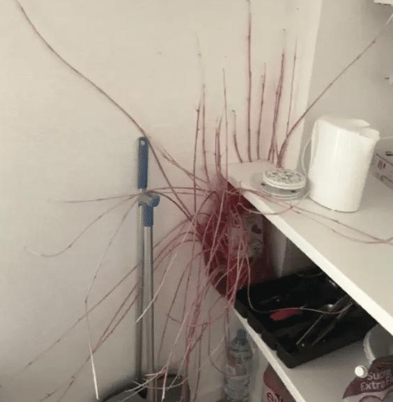 |“手机上的红外遥控真的有很多人用吗?”哈哈哈哈神评这位也太秀了吧!