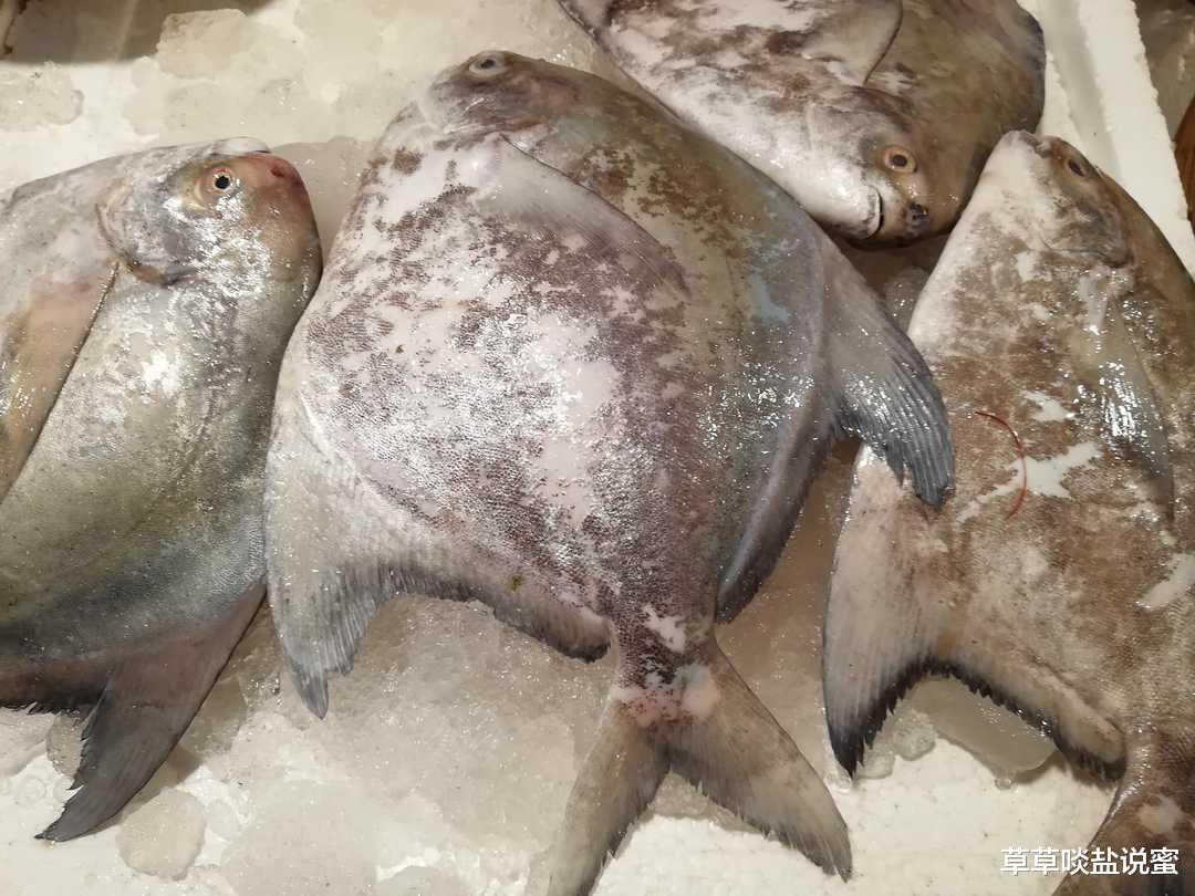 |唯有干煎，才是对斗鲳最好的诠释