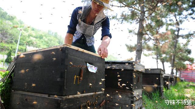 「鲨鱼」10个冷知识：大部分雄性高等动物，排泄和生殖共用一个器官