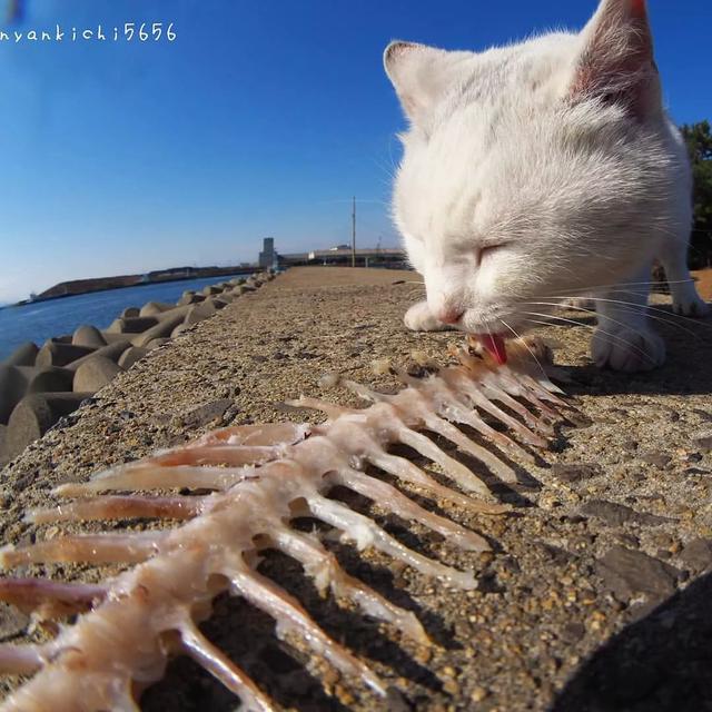 泪目！在这位日本小哥的镜头下，流浪猫竟然学会了飞翔！