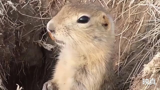 映真|新疆30万老鼠集体跳崖自杀?专家给出的解释,令人深思