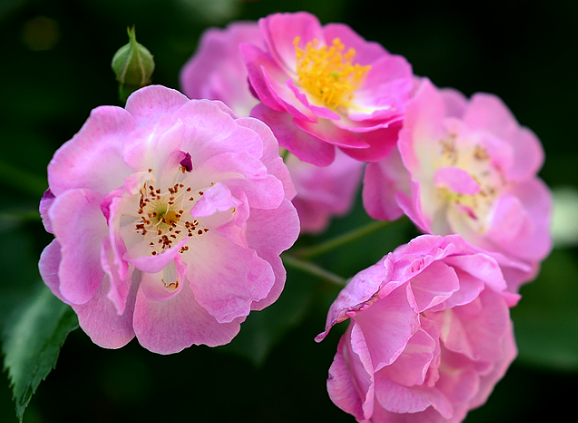 『霉运』6月开始，4属相霉运消散好运来，财神进门，福旺财旺日子旺