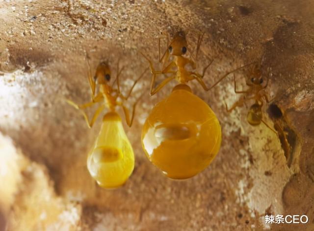 蜂蜜|唯一能吃的蚂蚁：蜜罐蚁，肚子鼓得像葡萄，挖一窝就能让你吃饱