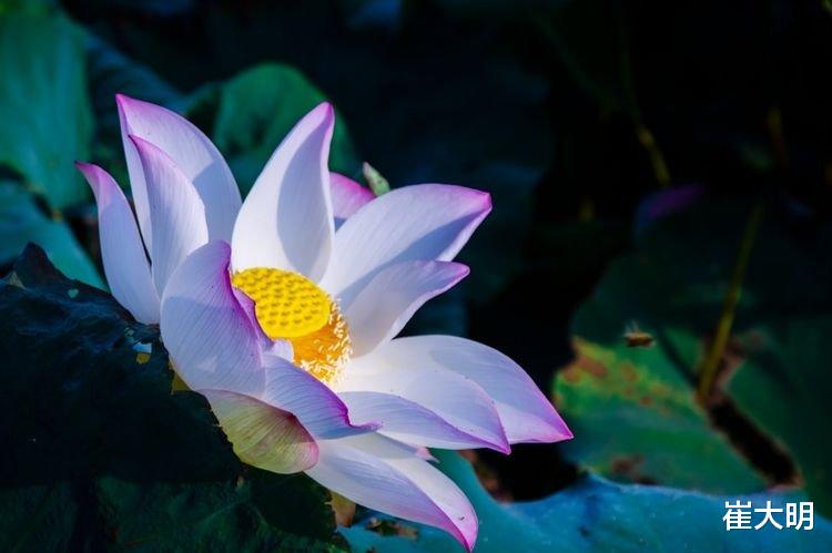 运势|8月开始八方来财，事业一路大发，日子大有希望4生肖