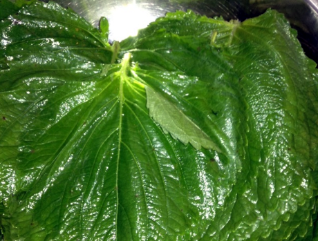 辣椒酱|7月底，正当吃的菜，润肠还通便，腌着吃特香，错过要再等一年