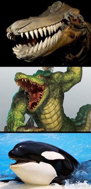 长征七号|动物的头骨和外形反差有多大？和预计的差太多了吧！