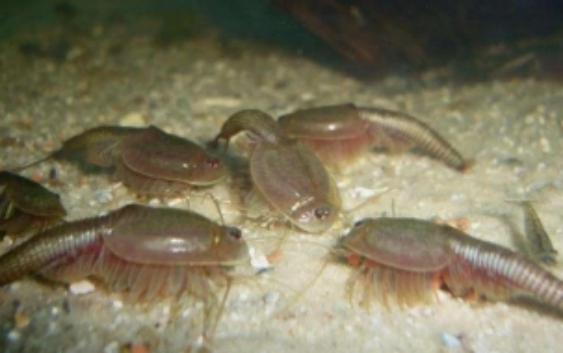 恐龙|活了2亿年的生物，逃过了5次大灭绝，最后却被人类用来喂鸡