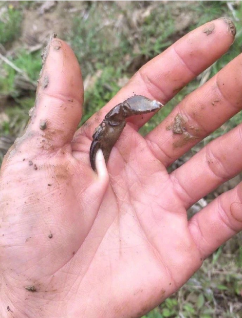 姐姐|“女同事花1个月工资请我吃牛排，可我注意力全在她手上！”哈哈哈哈哈哈～