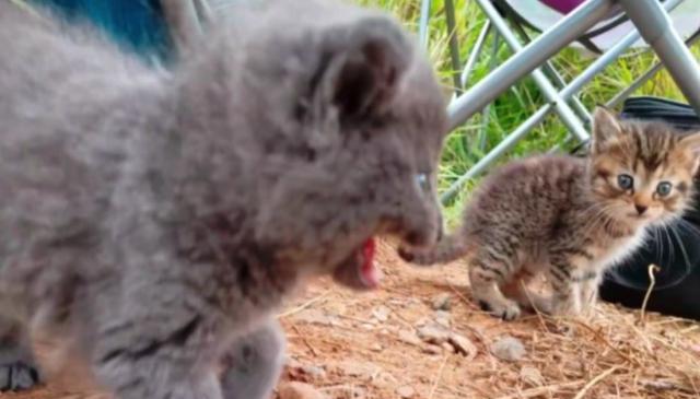 【】男子和朋友去钓鱼，不料“钓”到两只猫，一人一只带回家