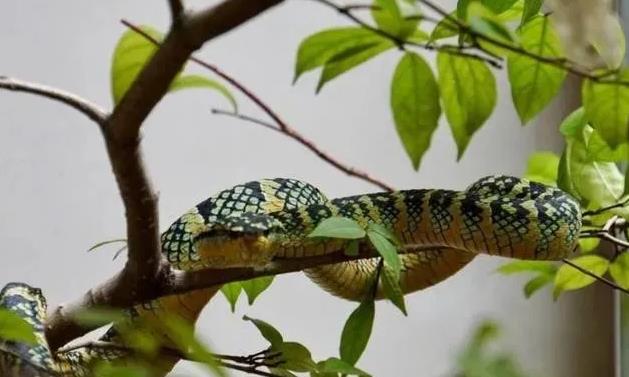 【】世界上唯一的蛇庙，寺内到处都是青蛇，可游客依旧络绎不绝