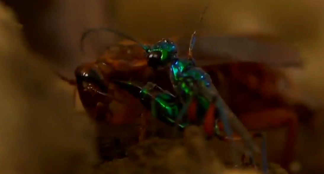 蟑螂|现实中存在的异形抱脸虫，吃空宿主的身体，最后破体而出