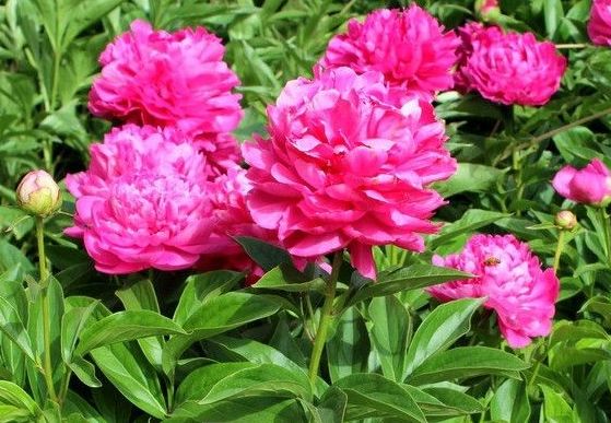 |9月中旬,4属相迎来好运,财源广万事兴,身体健康,富贵有余