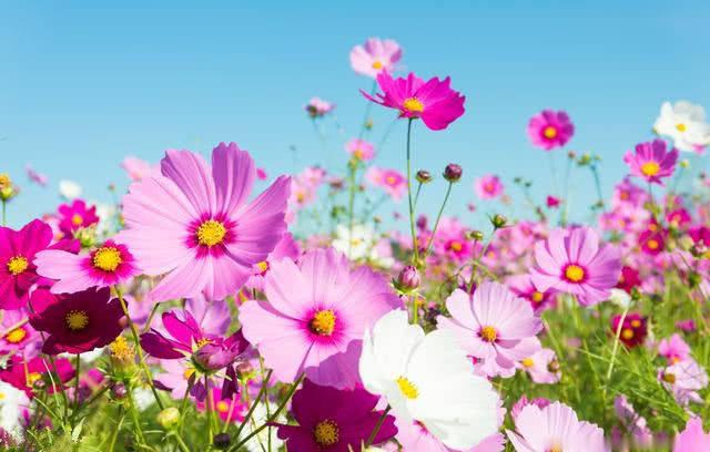 「」10天内横财必得，3大生肖运势挡不住，有贵人领路，富贵无双