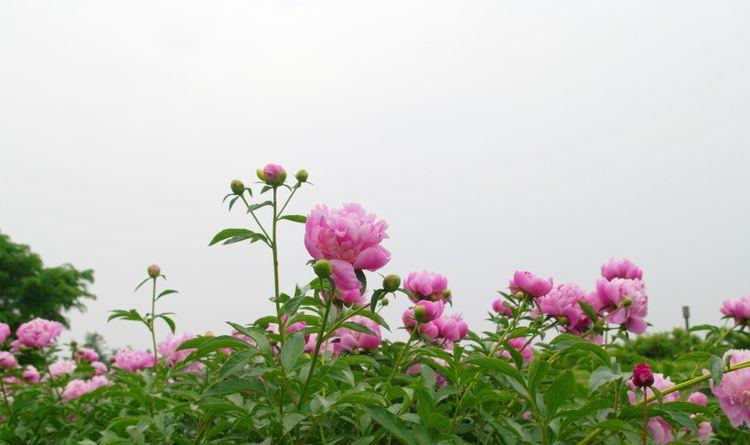 生肖|10月开始，时来运转，财富翻几番，事业顺风顺水的四大生肖