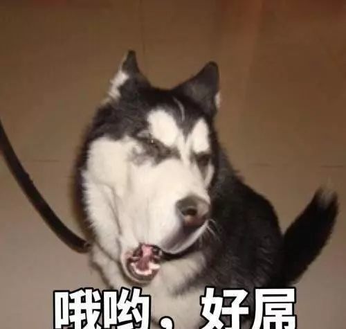 二哈和主人必须疯一个？二哈：糟糕，碰上对手了