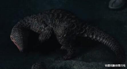 『穿山甲』穿山甲妈妈被摔打火烤，至死保护怀里的宝宝，人怎么忍心吃下它们