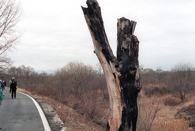 1976年，美軍為瞭砍掉一棵白楊樹，險些引發第二次朝鮮戰爭-圖5