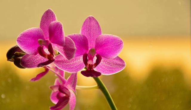 天蝎座|未来9天，桃花引真爱，月老送良缘，喜得佳偶，情浓意蜜的四星座