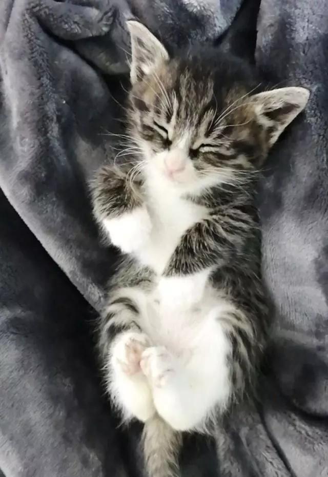 网友领养了一只狸花小奶猫，太萌了，小小年纪就非常霸道