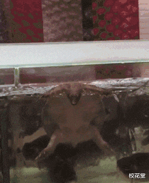 |妹子，你们头上戴着钢丝球在哪买的？哈哈