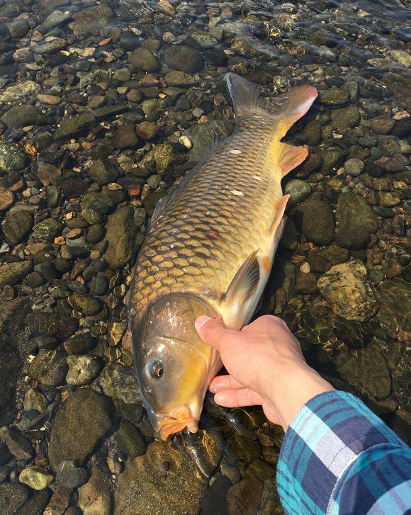 珠江|男子珠江钓起“鲤鱼王”，40斤体长超1米，应该放生吗？