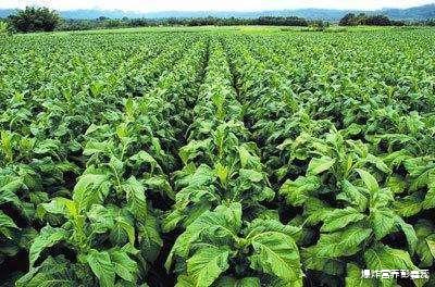 肝脏■医生常说“癌从口入”，想要避免各种癌症，首先要远离4种致癌物