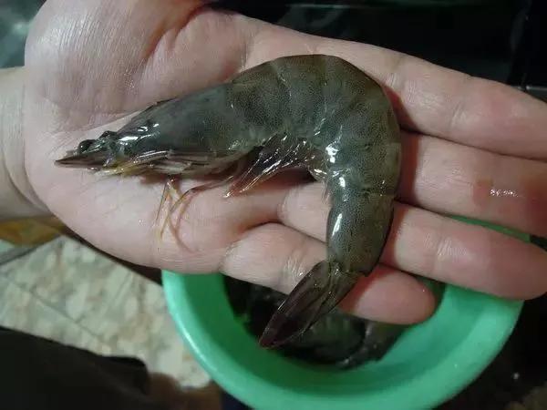 长春晚报|又见阳性！为啥出事的总是它？