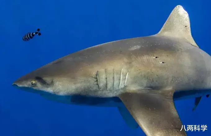 鲨鱼|鲨鱼VS大王乌贼?2米白鳍鲨身上现奇怪印记,或是巨型鱿鱼所为!