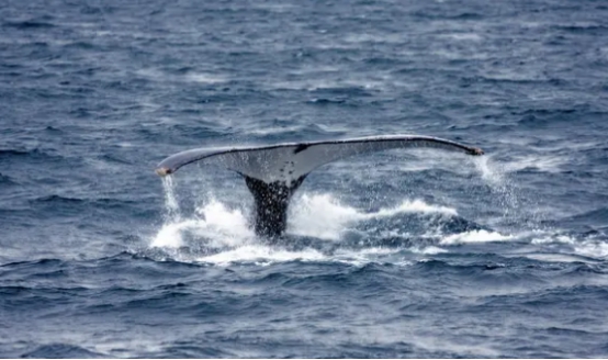 鲸鱼|鲸鱼是对抗全球变暖的小能手？科学家：一鲸相当于20亿棵树！