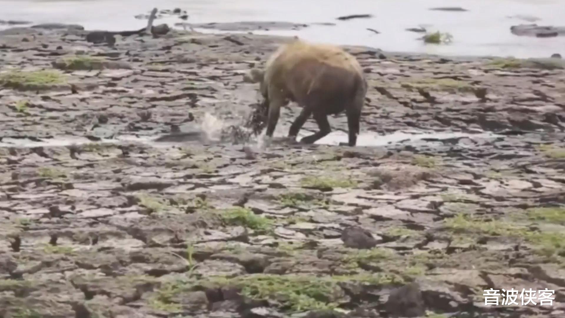 「鬣狗」非洲鬣狗捕食大鲶鱼，只吃一口就被鱼刺卡住