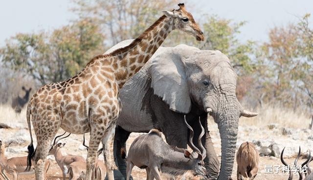 「后代」人类女性比男性更漂亮，为什么大多动物都是雄性更加漂亮？