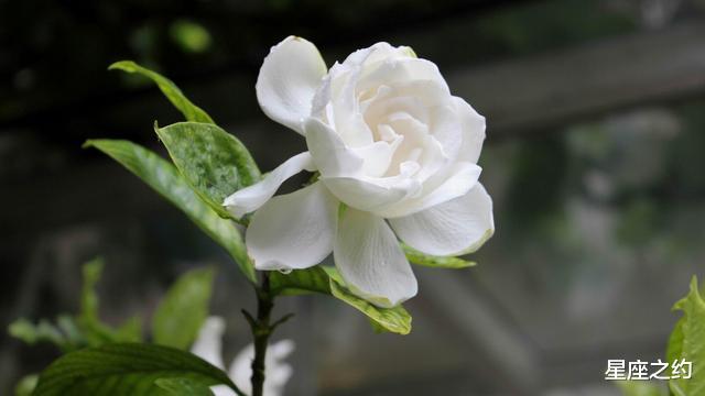 『运势』在6月份，展露风姿，光彩夺目，独占鳌头的三大星座