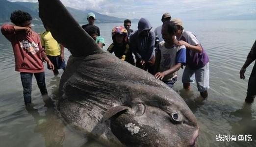 翻车鱼|一次产卵3亿颗，被称为世上最难吃的鱼，海狮经常找它麻烦