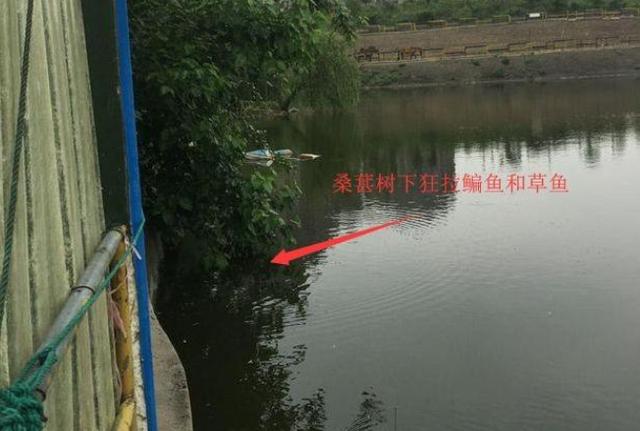 鳊鱼▲鳊鱼难钓？试试这五大招，招招有鱼来！新手学了马上爆护