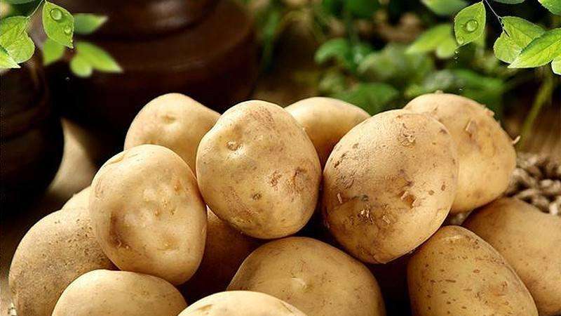 爱尔兰人|土豆——世界上最成功的植物之一,没有它可能就没有人类文明