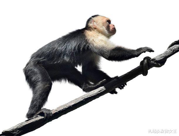 |生肖猴:9月份千万别抛弃这个人,他将是你这一生最大的贵人!