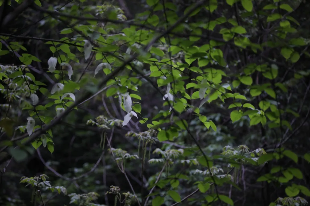 神农架▲高清大图丨高山草甸、万亩杜鹃……探绝美秘境小神农架