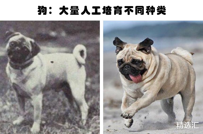 棕熊|被迫的进化：因为人类的影响，而不得不发生进化的5种动物