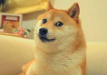 柴犬：小身体大能量，忠心护主的小伙伴