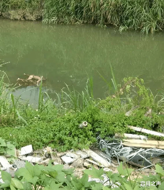 容县之声|广西这条河发现两具小孩的浮尸,两小孩溺水身亡?