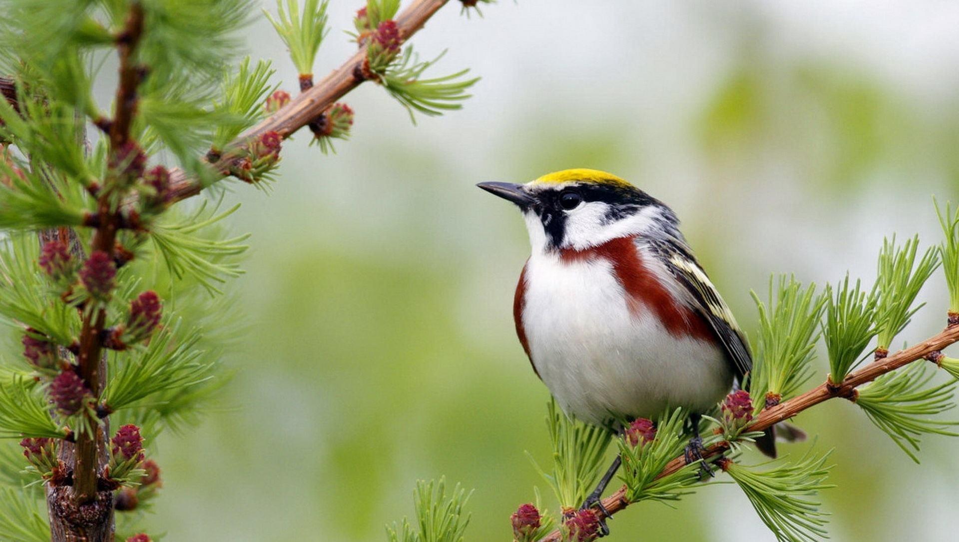 天蝎座|十月末，旧情涌动，喜鹊登枝，桃花不落，思念剧增，爱意重生